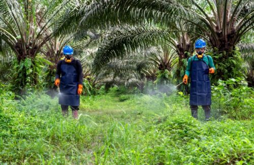 GAPKI: Industri Sawit Indonesia Miliki Standar Keselamatan Kerja Komprehensif