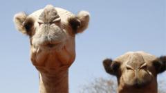 Suhu Ekstrem Ganggu Kehidupan Unta di Afrika, Hewan Gurun Mulai Tertekan