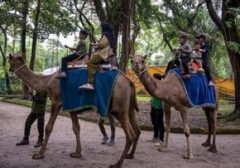 Korupsi Rp 10,2 Miliar Dana Pakan Kebun Binatang Surabaya: Satwa Melarat, Fasilitas Terbengkalai