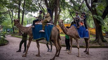Korupsi Rp 10,2 Miliar Dana Pakan Kebun Binatang Surabaya: Satwa Melarat, Fasilitas Terbengkalai