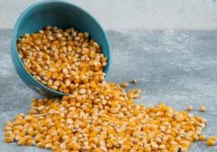 Produksi Jagung Menggeliat: Jawa Dominasi, Indonesia Timur Berpotensi Tinggi di Kuartal II 2026