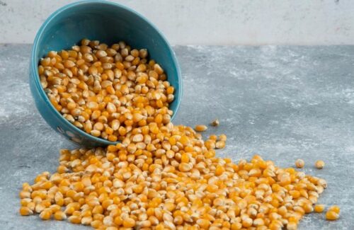 Produksi Jagung Menggeliat: Jawa Dominasi, Indonesia Timur Berpotensi Tinggi di Kuartal II 2026