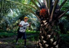 SPKS Mendesak Riset BPDP Menghasilkan Teknologi Sawit Terjangkau bagi Petani