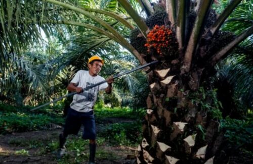 SPKS Mendesak Riset BPDP Menghasilkan Teknologi Sawit Terjangkau bagi Petani