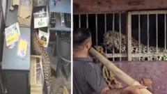 Karyawan Toko Minuman Berhasil Selamat dari Serangan Macan Tutul di India