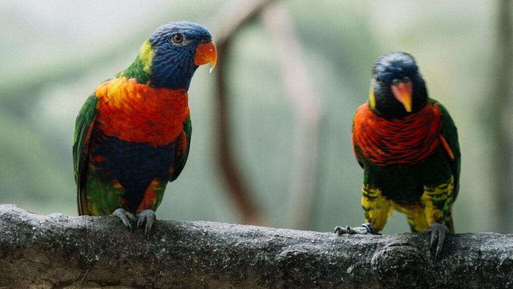 Burung Langka 100 Tahun Menghilang, Muncul Kembali di Perairan Indonesia