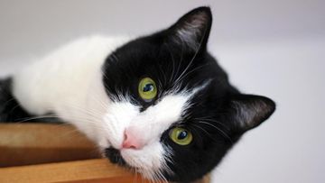 Kedipan Mata Kucing: Bahasa Cinta yang Perlu Anda Pahami