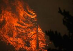 Spanyol Darurat Nasional Hadapi Kebakaran Hutan yang Meluas