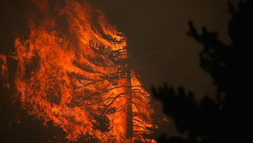 Spanyol Darurat Nasional Hadapi Kebakaran Hutan yang Meluas