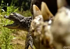 Rekaman Mengejutkan: Induk Buaya Nil Lindungi Anak dengan Lembut di Dalam Mulutnya