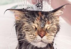 Mengapa Kucing Setia Menemani Pemiliknya ke Kamar Mandi? Empat Alasan Ilmiah di Baliknya