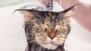 Mengapa Kucing Setia Menemani Pemiliknya ke Kamar Mandi? Empat Alasan Ilmiah di Baliknya