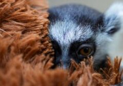 Anak Lemur Kehilangan Induk, Cari Kenyamanan pada Boneka di Kolombia