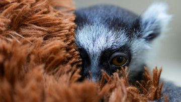 Anak Lemur Kehilangan Induk, Cari Kenyamanan pada Boneka di Kolombia