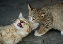 Potret Menggemaskan Anak Kucing dari Seluruh Dunia dalam Lensa Juri Smithsonian