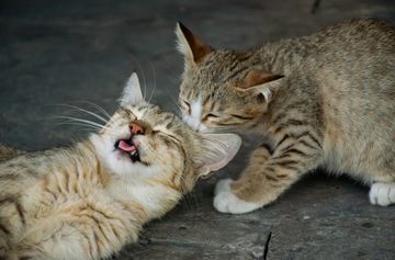 Potret Menggemaskan Anak Kucing dari Seluruh Dunia dalam Lensa Juri Smithsonian