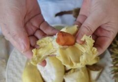 Benarkah Durian Picu Kolesterol Tinggi? Fakta Ilmiah Ungkap Kandungan Buah Raja