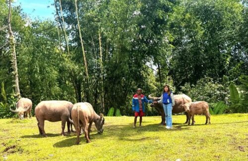 Mantri BRI Elce Putri Bontong: Garda Terdepan Layanan Perbankan di Pedalaman Toraja Utara
