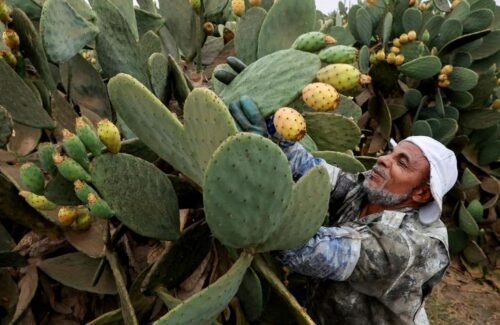 Inovasi Petani Mesir: Kaktus Menjadi Solusi Pertanian di Tengah Krisis Air