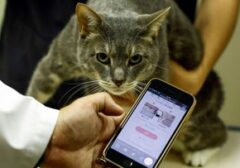 Aroma Tak Disukai Kucing Liar: Solusi Aman Mengusir Tanpa Menyakiti