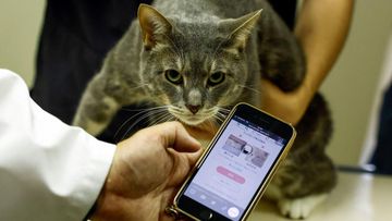Aroma Tak Disukai Kucing Liar: Solusi Aman Mengusir Tanpa Menyakiti