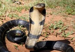 King Cobra Mematikan: Pawang Ular Sekalipun Tak Luput dari Bahaya