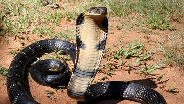 King Cobra Mematikan: Pawang Ular Sekalipun Tak Luput dari Bahaya