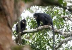 Monyet Tanpa Jempol dan Bibir Oranye, Likweli, Ditemukan di Kongo, Spesies Primata Pertama dalam 75 Tahun