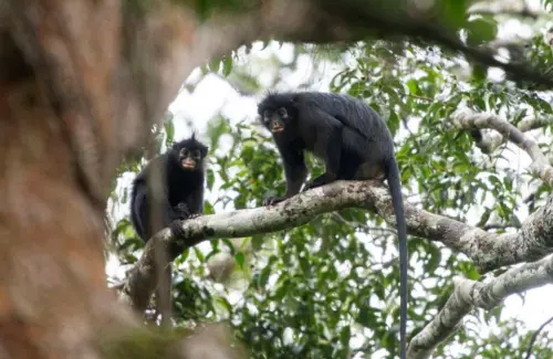 Monyet Tanpa Jempol dan Bibir Oranye, Likweli, Ditemukan di Kongo, Spesies Primata Pertama dalam 75 Tahun