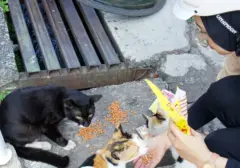 Kolaborasi Unik: Kafe Kucing dan Brand Kopi Lokal Ciptakan Ruang Hangout Kekinian