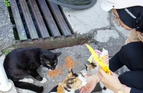 Kolaborasi Unik: Kafe Kucing dan Brand Kopi Lokal Ciptakan Ruang Hangout Kekinian