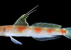 Ikan Gobi Udang "Sunrise of Java": Spesies Baru dari Perairan Banyuwangi