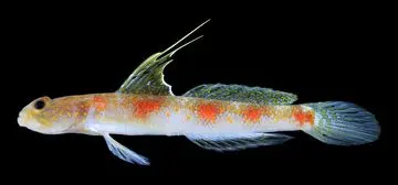 Ikan Gobi Udang “Sunrise of Java”: Spesies Baru dari Perairan Banyuwangi