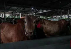 Aksi Kontroversial: Sapi Hidup Dibawa ke Gunung Rinjani Picu Kecaman Publik