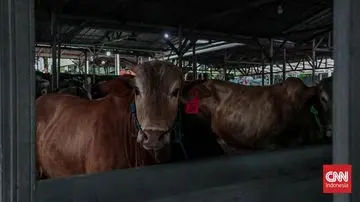 Aksi Kontroversial: Sapi Hidup Dibawa ke Gunung Rinjani Picu Kecaman Publik