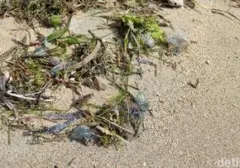 Waspada! Ubur-ubur Botol Biru Beracun Muncul di Pantai Sanur