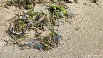 Waspada! Ubur-ubur Botol Biru Beracun Muncul di Pantai Sanur