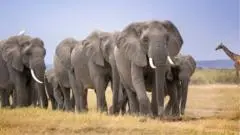 Misteri Kematian 14 Gajah di Kenya Picu Investigasi Mendesak