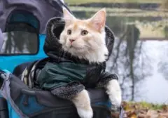 Kucing 'Terlibat' Peredaran Narkoba di Penjara Nizhny Novgorod, Rusia