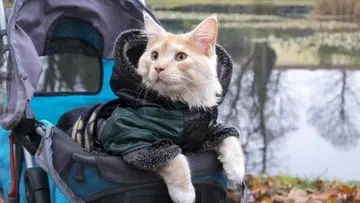 Kucing 'Terlibat' Peredaran Narkoba di Penjara Nizhny Novgorod, Rusia