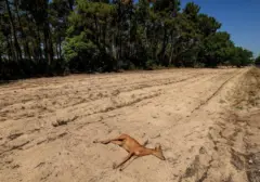 Prancis Dilanda Kebakaran Hutan Akibat Gelombang Panas, Ribuan Dievakuasi