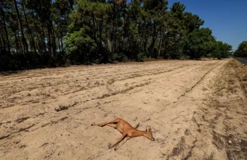 Prancis Dilanda Kebakaran Hutan Akibat Gelombang Panas, Ribuan Dievakuasi