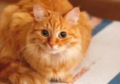 Masa Kehamilan dan Tanda-tanda Kucing Siap Melahirkan