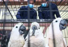 Upaya Penyelundupan 7 Burung Langka di Facebook Digagalkan
