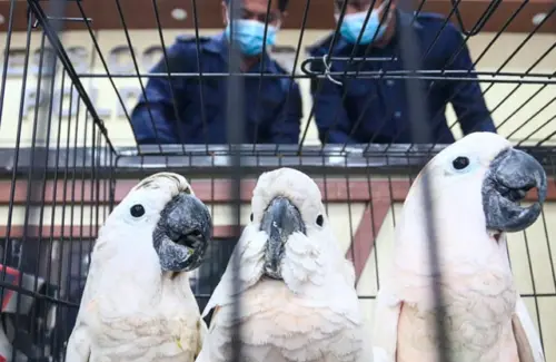 Upaya Penyelundupan 7 Burung Langka di Facebook Digagalkan