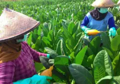 Pemerintah Tunda Aturan Batas Nikotin Setelah Hearing dengan Petani Tembakau