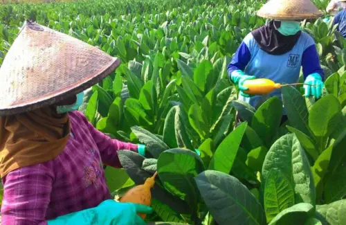 Pemerintah Tunda Aturan Batas Nikotin Setelah Hearing dengan Petani Tembakau