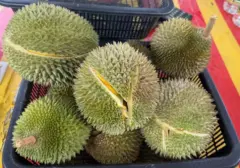 Skandal Suap Ekspor Durian: Wakil Menteri Terlibat, China Jadi Tujuan