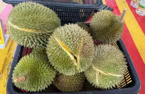 Skandal Suap Ekspor Durian: Wakil Menteri Terlibat, China Jadi Tujuan