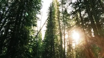 Polandia Mulai Bangun "Hutan Komunitas" Raksasa di Sekitar Kota Besar